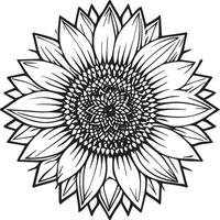 Sunflower coloring pages. Sunflower outline vector