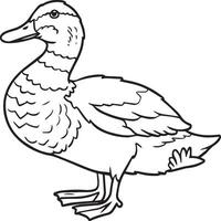 Duck coloring pages. Duck outline vector for coloring book