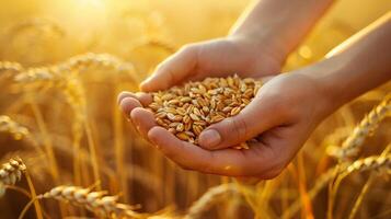 AI generated A Close-up of hands gently holding a bunch of ripe wheat grains with a golden wheat field in background. photo