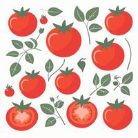 Tomato clip art vector illustration