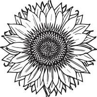 Sunflower coloring pages. Sunflower outline vector