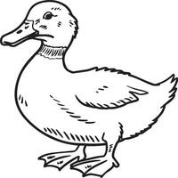 Duck coloring pages. Duck outline vector for coloring book