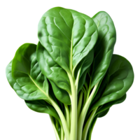 AI Generated Spinach A lush bundle of fresh spinach leaves, isolated on transparent background png