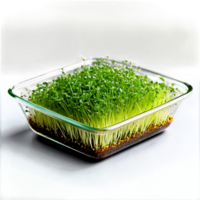 ai genererad snygghet blanda av mikrogrönsaker i en fyrkant glas maträtt, terar en blandning av lök, purjolök, och vitlök gräslök png