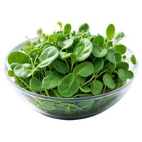 ai generato spinaci microgreens vagamente sparpagliato nel un' largo, superficiale bicchiere ciotola, isolato su trasparente sfondo png