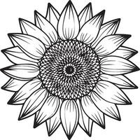 Sunflower coloring pages. Sunflower outline vector