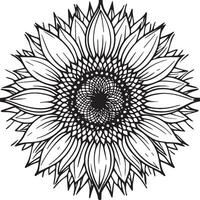 Sunflower coloring pages. Sunflower outline vector