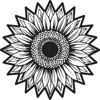 Sunflower coloring pages. Sunflower outline vector