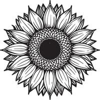 Sunflower coloring pages. Sunflower outline vector