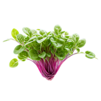 ai generato avvicinamento Immagine di microgreens isolato, con un' creativo messa a fuoco su il minuscolo, delicato le foglie png