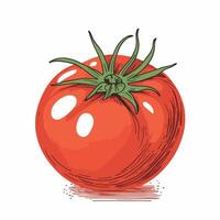 tomate acortar Arte vector ilustración