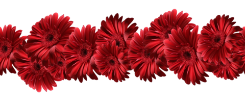AI generated A beautiful red gerbera flower on a white background. A border from the collection of flowers for ribbon design. png