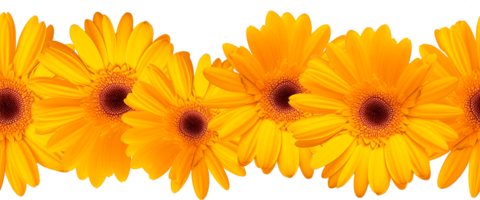 ai genererad skön gul gerbera blomma på en transparent bakgrund. gräns från de samling av blommor för dekorera band. png