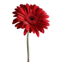 AI generated Beautiful red gerbera flower on background. Close-up view. png