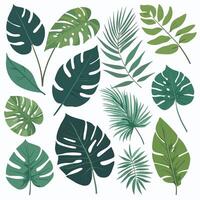 Exotic leaves set vector collection