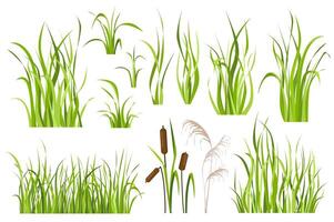 Cane and reed plant set graphic elements in flat design. Bundle of green grass of sedge, cattail, swamp herbs, other marsh grass for wetland landscape decoration. Vector illustration isolated objects