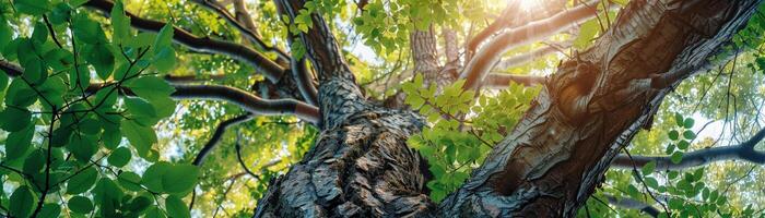 AI generated A View from below looking up into the canopy of a lush green tree with sunlight filtering through the leaves photo