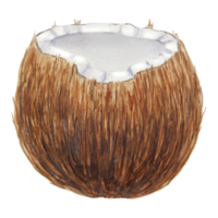 Half a broken coconut. Tropical botanical hand drawn watercolor illustration isolated on white. Exotic object for travel, spa, relax, beauty business design. Ingredient of dishes, cocktails, drinks png