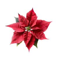 AI generated Poinsettia flower png isolated on transparent background