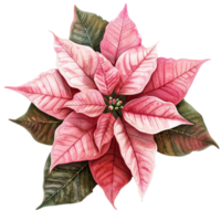 AI generated Poinsettia flower png isolated on transparent background