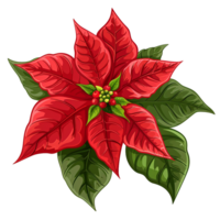 AI generated Poinsettia flower png isolated on transparent background