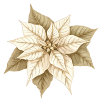 AI generated Poinsettia flower png isolated on transparent background