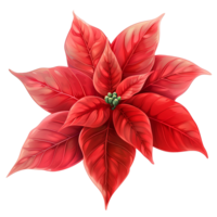 AI generated Poinsettia flower png isolated on transparent background