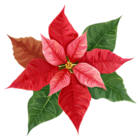 AI generated Poinsettia flower png isolated on transparent background