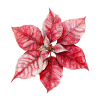AI generated Poinsettia flower png isolated on transparent background