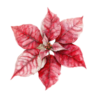 ai generato poinsettia fiore png isolato su trasparente sfondo