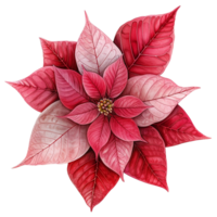 AI generated Poinsettia flower png isolated on transparent background