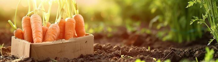 AI generated A Carrots freshly harvested and placed in a recyclable cardboard box on the ground photo