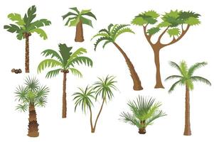 Palm trees set graphic elements in flat design. Bundle of different types of palm trees with coconuts and bushes with green crown of leaves, trunks and branches. Vector illustration isolated objects