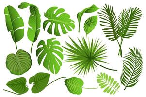 Tropical leaves set graphic elements in flat design. Bundle of different type exotic leaves, green jungle plants, monstera, banana and other botanical branches. Vector illustration isolated objects