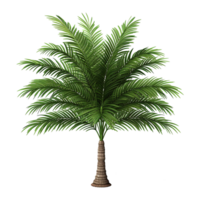 AI generated Palm tree isolated on transparent background png