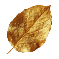 ai generiert Gold Blatt isoliert auf ein transparent Hintergrund png