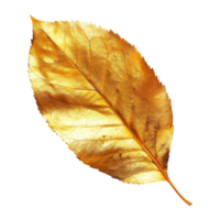AI generated Gold leaf isolated on a transparent background png