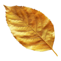 ai generiert Gold Blatt isoliert auf ein transparent Hintergrund png