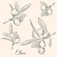 Sketch olive tree branches, hand drawn, ink style vector