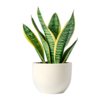 AI generated Snake plant isolated on transparent background png