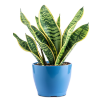 AI generated Snake plant isolated on transparent background png