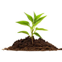 AI generated Small Plant in soil png isolated on transparent background