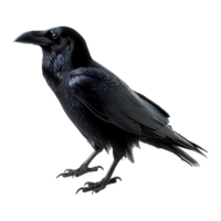 AI generated Raven isolated on transparent background png