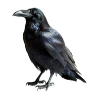 AI generated Raven isolated on transparent background png
