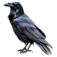 AI generated Raven isolated on transparent background png