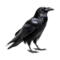 AI generated Raven isolated on transparent background png