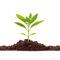 AI generated Small Plant in soil png isolated on transparent background