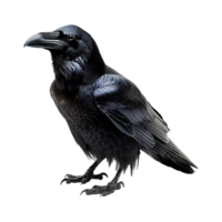 ai gerado Raven isolado em transparente fundo png