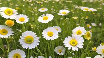 ai généré panoramique pastorale paysage de épanouissement marguerites dans printemps et été video