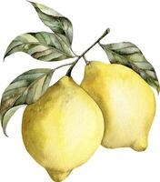 Hand-drawn watercolor vector lemon